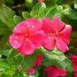 Catharanthus Roseus, Madagascar Periwinkle Seed 1000 PCS, Ri Ri Chun