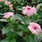 Catharanthus Roseus, Madagascar Periwinkle Seed 1000 PCS, Ri Ri Chun