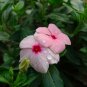 Catharanthus Roseus, Madagascar Periwinkle Seed 1000 PCS, Ri Ri Chun