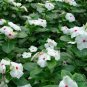 Catharanthus Roseus, Madagascar Periwinkle Seed 1000 PCS, Ri Ri Chun