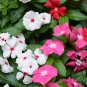 Catharanthus Roseus, Madagascar Periwinkle Seed 1000 PCS, Ri Ri Chun