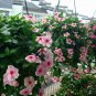 Catharanthus Roseus, Madagascar Periwinkle Seed 1000 PCS, Ri Ri Chun