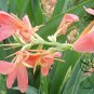 Canna Indica, Indian Shot Seed 300 PCS, African Arrowroot Meirenjiao