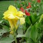 Canna Indica, Indian Shot Seed 300 PCS, African Arrowroot Meirenjiao