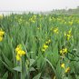 Canna Indica, Indian Shot Seed 300 PCS, African Arrowroot Meirenjiao
