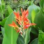 Canna Indica, Indian Shot Seed 300 PCS, African Arrowroot Meirenjiao
