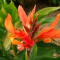 Canna Indica, Indian Shot Seed 300 PCS, African Arrowroot Meirenjiao