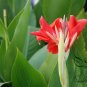 Canna Indica, Indian Shot Seed 300 PCS, African Arrowroot Meirenjiao