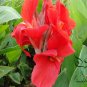 Canna Indica, Indian Shot Seed 300 PCS, African Arrowroot Meirenjiao