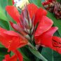 Canna Indica, Indian Shot Seed 300 PCS, African Arrowroot Meirenjiao