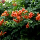 Campsis Grandiflora, Chinese Trumpet Vine Seed 1000 PCS, Ling Xiao