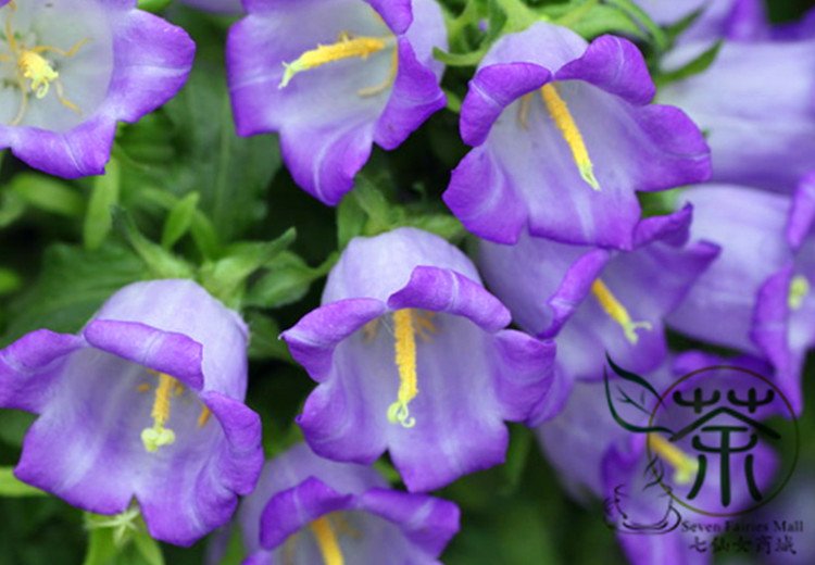 Campanula Lanata, Campanula Bellflower Seed 2000 PCS, Fengling Cao