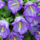 Campanula Lanata, Campanula Bellflower Seed 2000 PCS, Fengling Cao