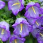 Campanula Lanata, Campanula Bellflower Seed 2000 PCS, Fengling Cao
