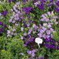 Campanula Lanata, Campanula Bellflower Seed 2000 PCS, Fengling Cao