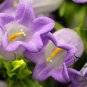 Campanula Lanata, Campanula Bellflower Seed 2000 PCS, Fengling Cao