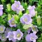 Campanula Lanata, Campanula Bellflower Seed 2000 PCS, Fengling Cao