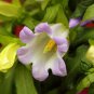 Campanula Lanata, Campanula Bellflower Seed 2000 PCS, Fengling Cao
