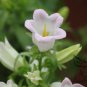 Campanula Lanata, Campanula Bellflower Seed 2000 PCS, Fengling Cao