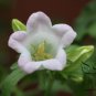 Campanula Lanata, Campanula Bellflower Seed 2000 PCS, Fengling Cao