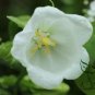 Campanula Lanata, Campanula Bellflower Seed 2000 PCS, Fengling Cao