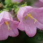 Campanula Lanata, Campanula Bellflower Seed 2000 PCS, Fengling Cao