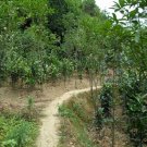 Camellia Nitidissima, Yellow Camellia Seed 100 PCS, Jin Hua Cha