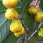 Camellia Nitidissima, Yellow Camellia Seed 100 PCS, Jin Hua Cha