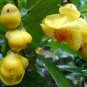 Camellia Nitidissima, Yellow Camellia Seed 100 PCS, Jin Hua Cha