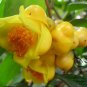 Camellia Nitidissima, Yellow Camellia Seed 100 PCS, Jin Hua Cha