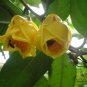 Camellia Nitidissima, Yellow Camellia Seed 100 PCS, Jin Hua Cha