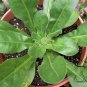 Calendula Officinalis, Pot Marigold Seed 300 PCS, Jin Zhan Ju