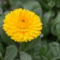 Calendula Officinalis, Pot Marigold Seed 300 PCS, Jin Zhan Ju