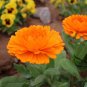 Calendula Officinalis, Pot Marigold Seed 300 PCS, Jin Zhan Ju