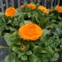 Calendula Officinalis, Pot Marigold Seed 300 PCS, Jin Zhan Ju