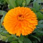 Calendula Officinalis, Pot Marigold Seed 300 PCS, Jin Zhan Ju