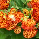 Calceolaria Crenatiflora, Lady's Purse Seed 2000 PCS, Slipper Flower He Bao Hua