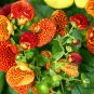 Calceolaria Crenatiflora, Lady's Purse Seed 2000 PCS, Slipper Flower He Bao Hua
