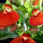 Calceolaria Crenatiflora, Lady's Purse Seed 2000 PCS, Slipper Flower He Bao Hua