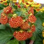 Calceolaria Crenatiflora, Lady's Purse Seed 2000 PCS, Slipper Flower He Bao Hua