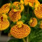 Calceolaria Crenatiflora, Lady's Purse Seed 2000 PCS, Slipper Flower He Bao Hua