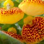 Calceolaria Crenatiflora, Lady's Purse Seed 2000 PCS, Slipper Flower He Bao Hua