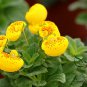 Calceolaria Crenatiflora, Lady's Purse Seed 2000 PCS, Slipper Flower He Bao Hua