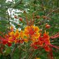 Caesalpinia Pulcherrima, Peacock Flower Seed 100 PCS, Dwarf Poinciana Yang Jin Feng