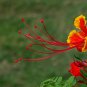 Caesalpinia Pulcherrima, Peacock Flower Seed 100 PCS, Dwarf Poinciana Yang Jin Feng