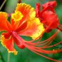 Caesalpinia Pulcherrima, Peacock Flower Seed 100 PCS, Dwarf Poinciana Yang Jin Feng