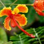 Caesalpinia Pulcherrima, Peacock Flower Seed 100 PCS, Dwarf Poinciana Yang Jin Feng