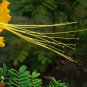 Caesalpinia Pulcherrima, Peacock Flower Seed 100 PCS, Dwarf Poinciana Yang Jin Feng