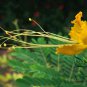 Caesalpinia Pulcherrima, Peacock Flower Seed 100 PCS, Dwarf Poinciana Yang Jin Feng
