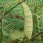 Caesalpinia Pulcherrima, Peacock Flower Seed 100 PCS, Dwarf Poinciana Yang Jin Feng